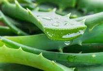 aloe